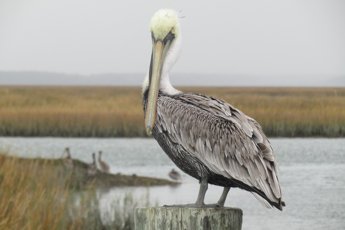 Brown Pelican - ML616915692