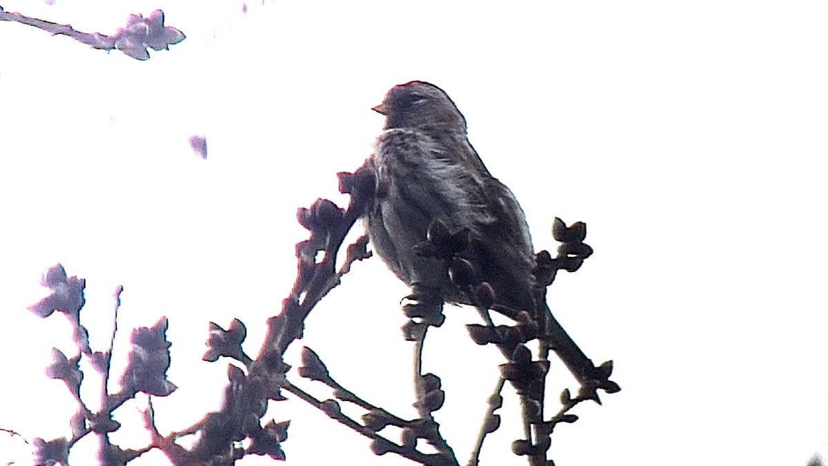 Common Redpoll - ML616915698