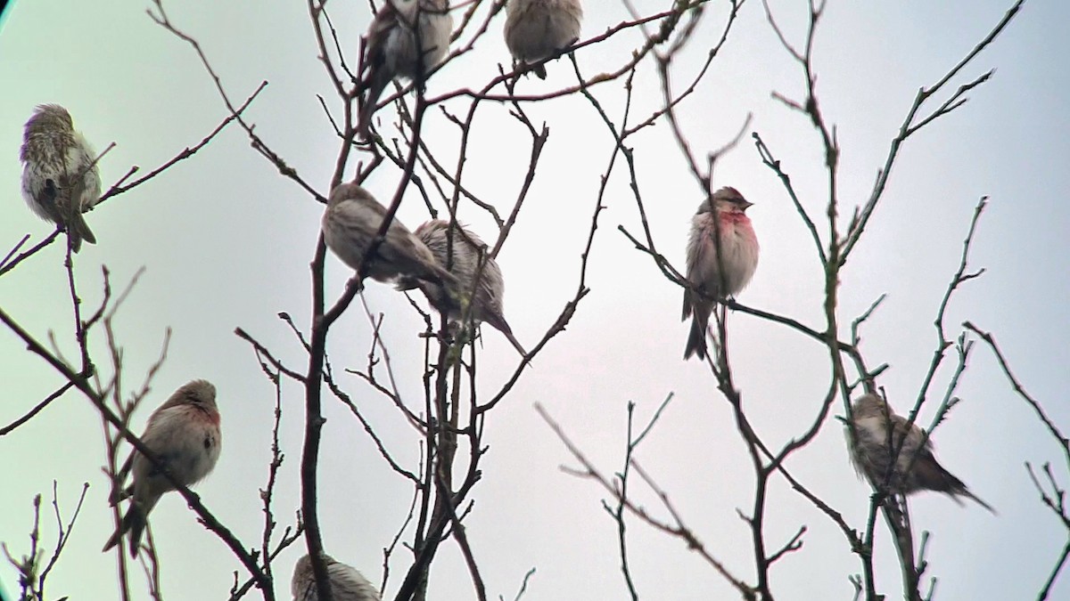 Common Redpoll - Andre Güttler