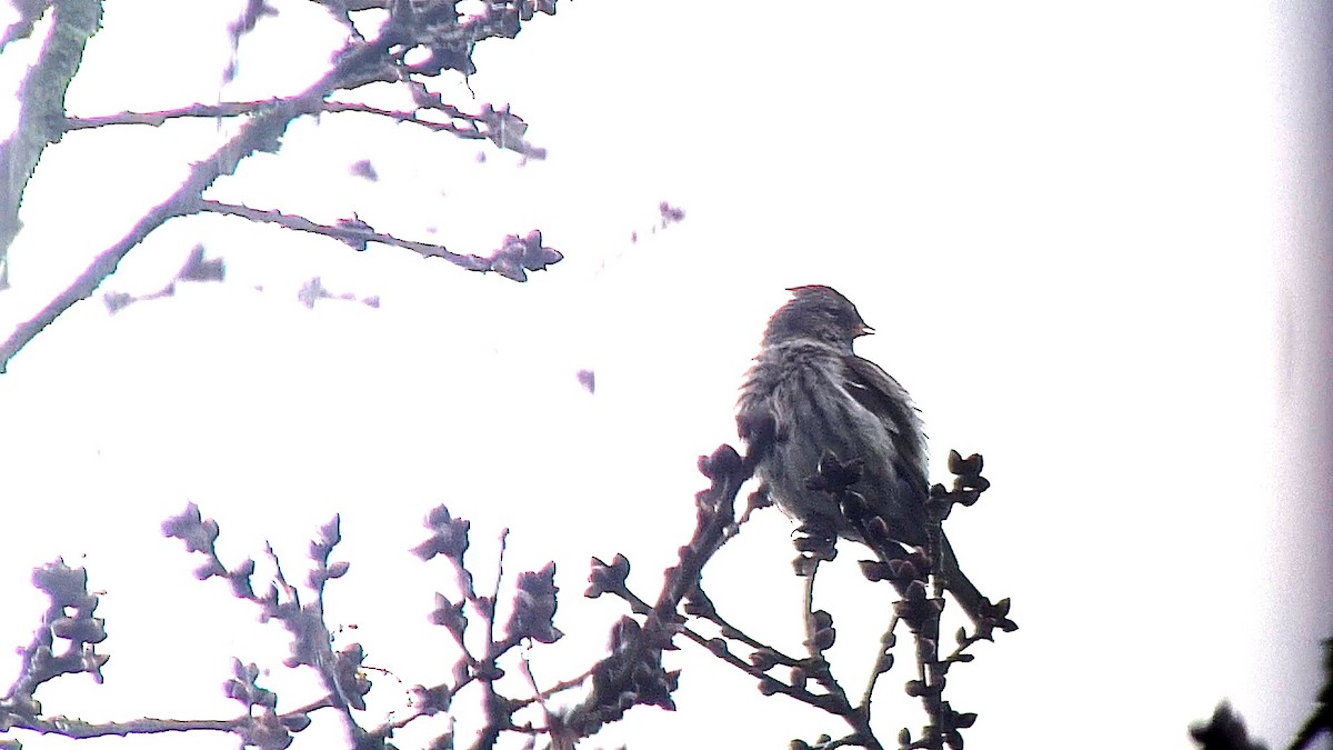 Common Redpoll - ML616915703