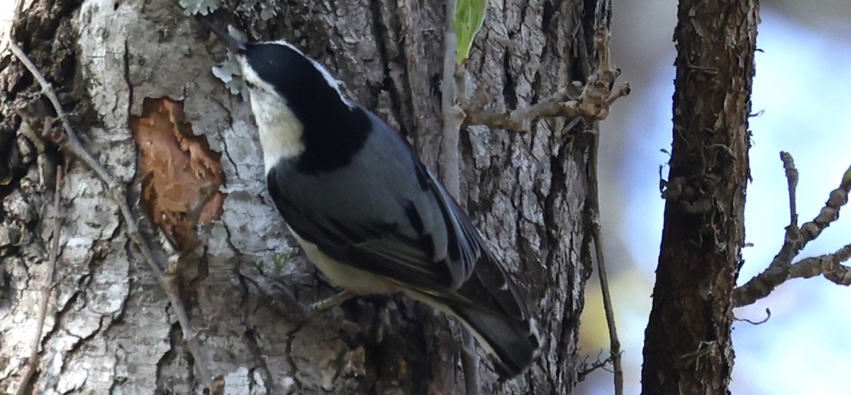 White-breasted Nuthatch - ML616915757