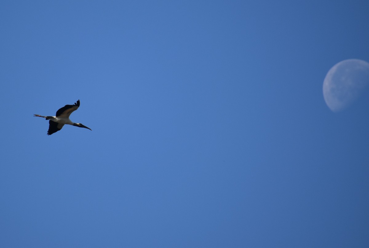 Wood Stork - ML616915763