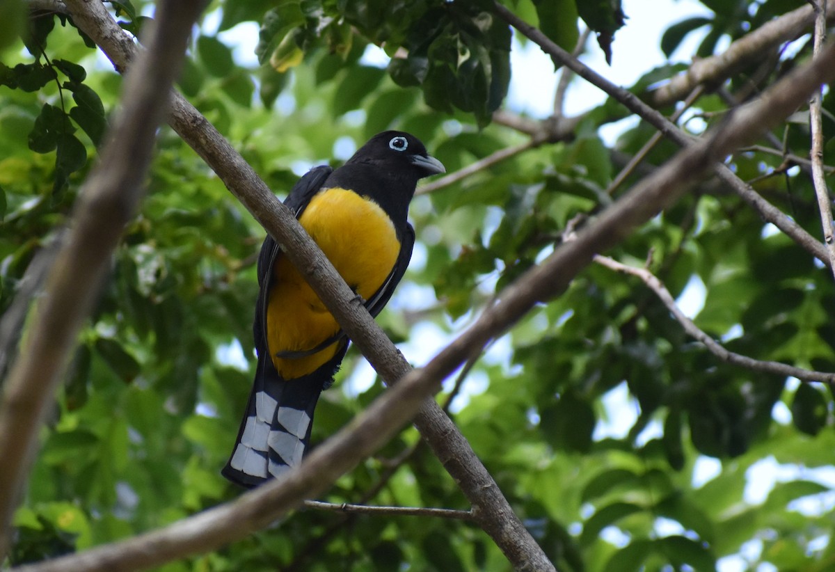 Trogon à tête noire - ML616915770