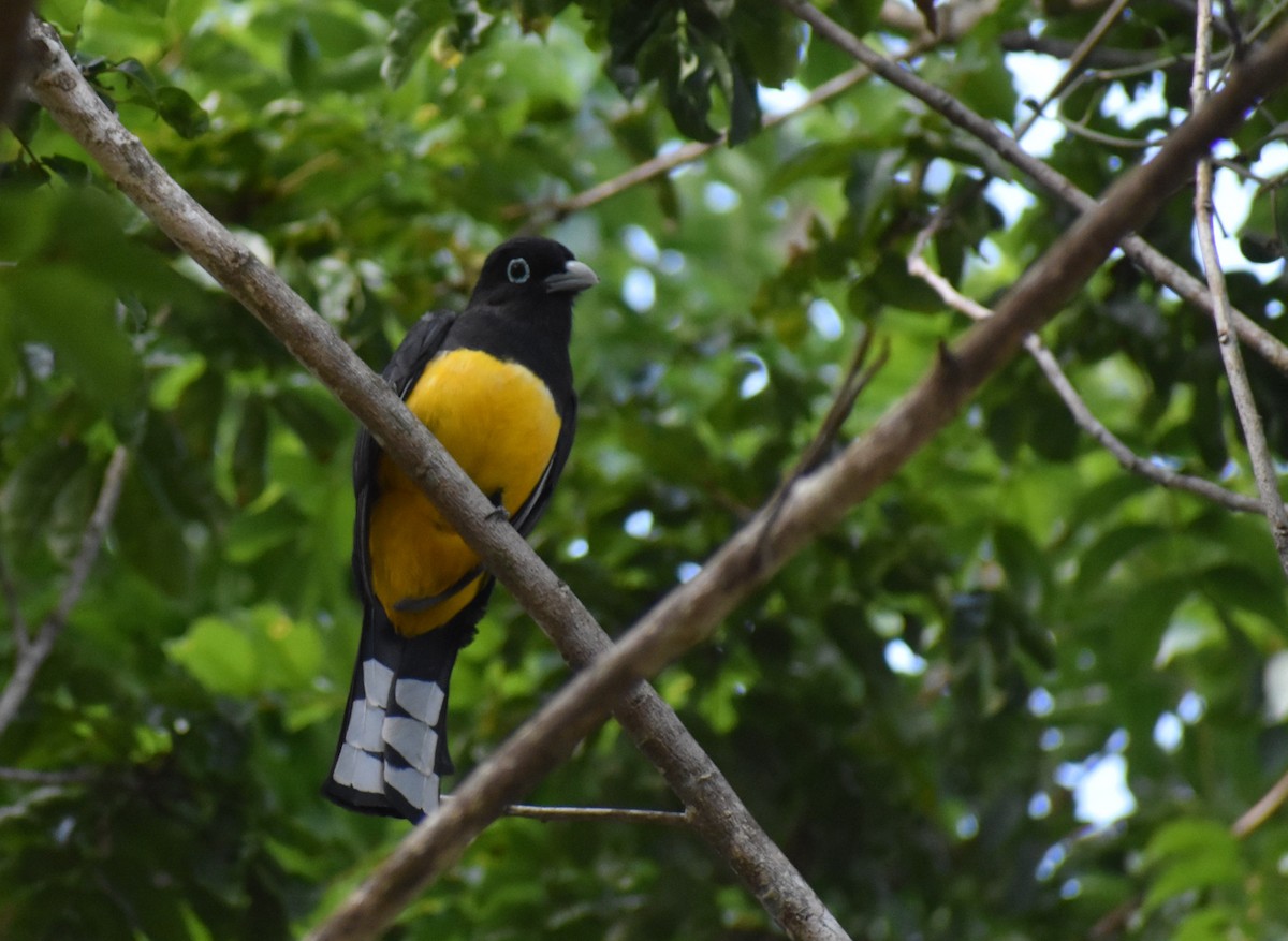 Trogon à tête noire - ML616915771