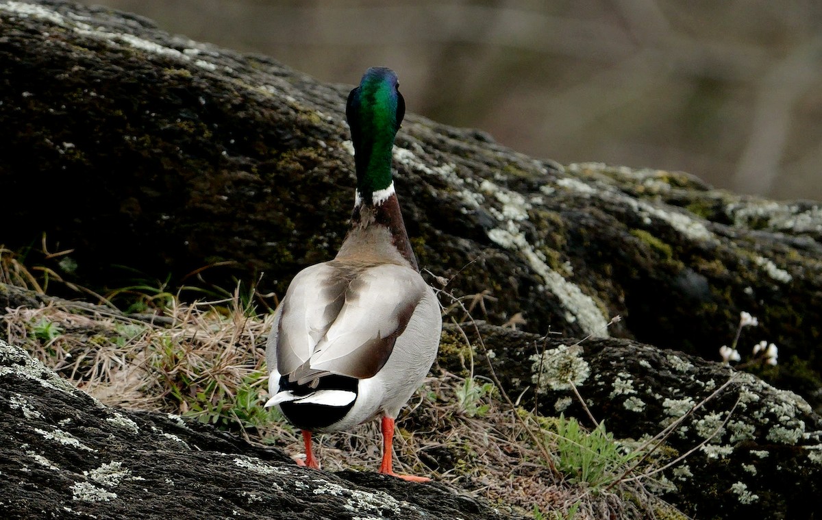 Canard colvert - ML616915813