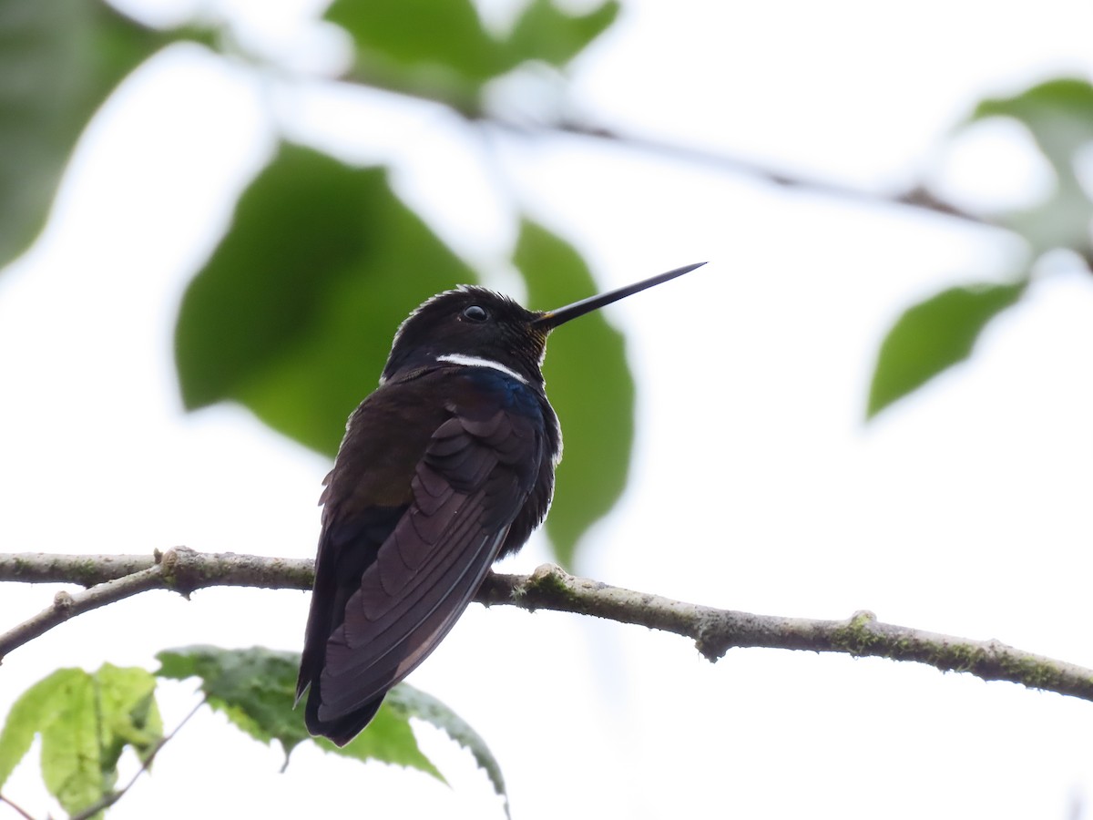 Blauschulterkolibri - ML616915873