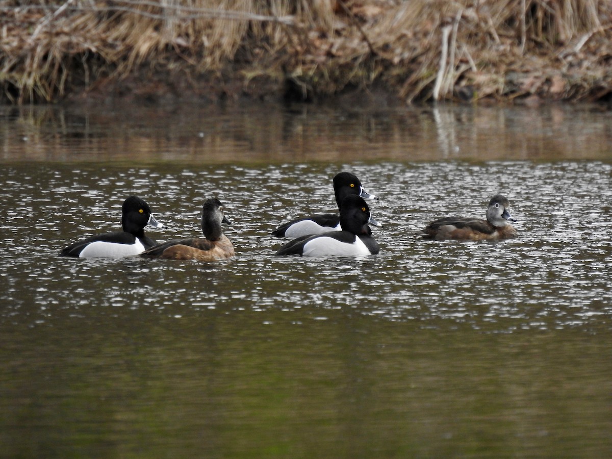 Ring-necked Duck - ML616915881