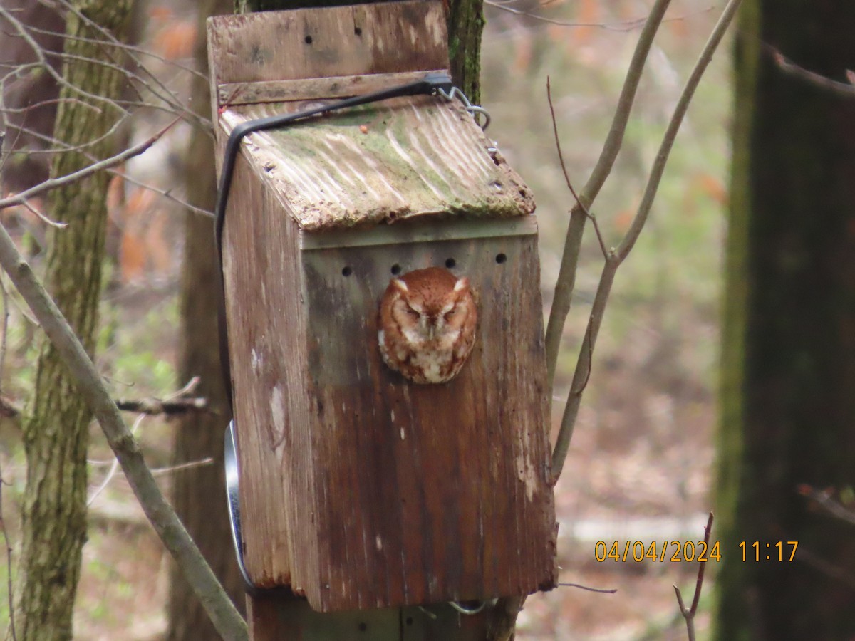 Eastern Screech-Owl - ML616915883