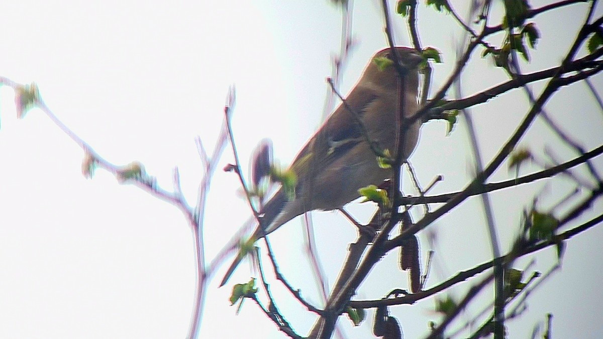 Common Chaffinch - ML616915938