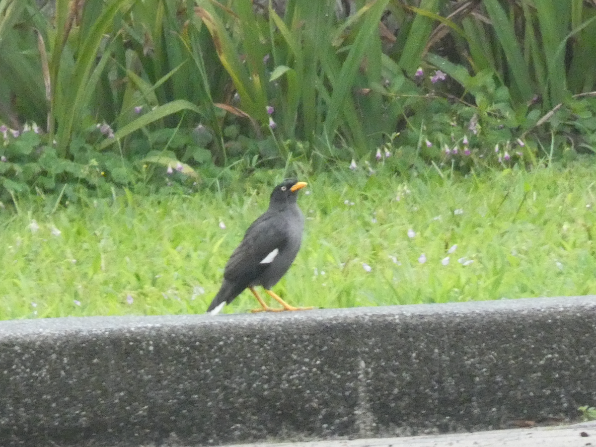 Javan Myna - ML616916135