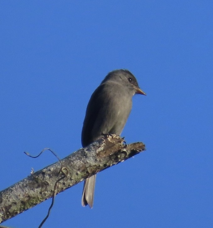 Dunkelschnäppertyrann - ML616916173