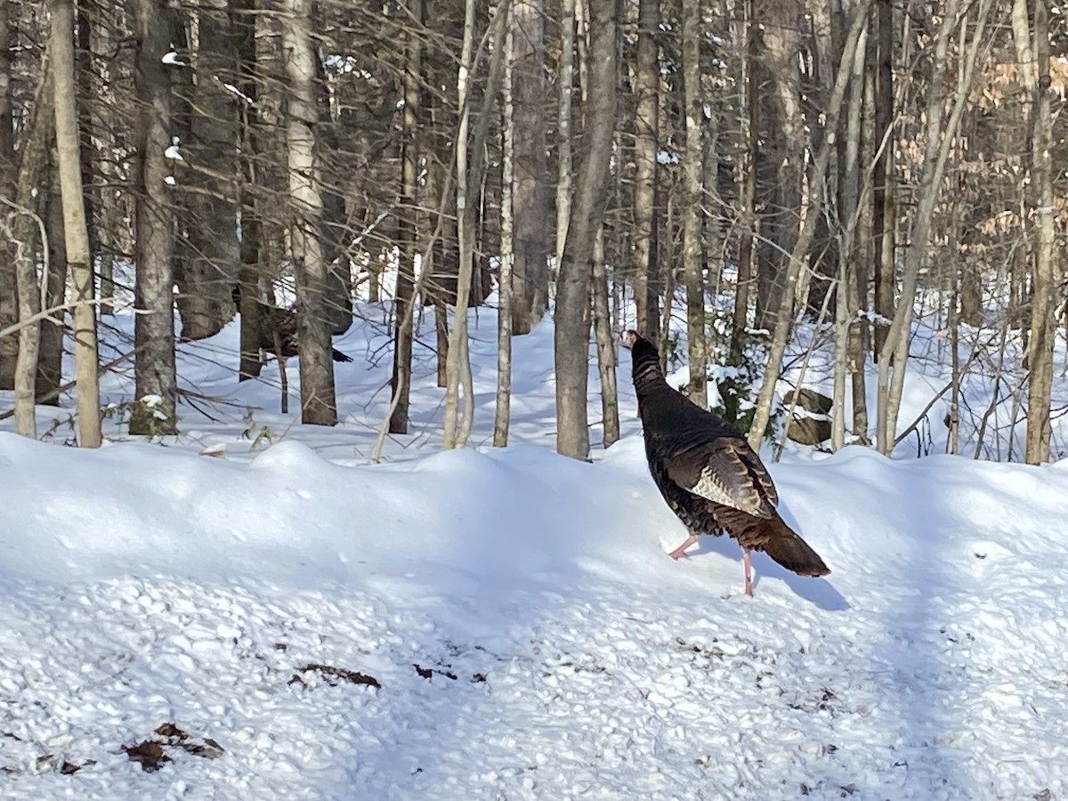 Wild Turkey - ML616916174