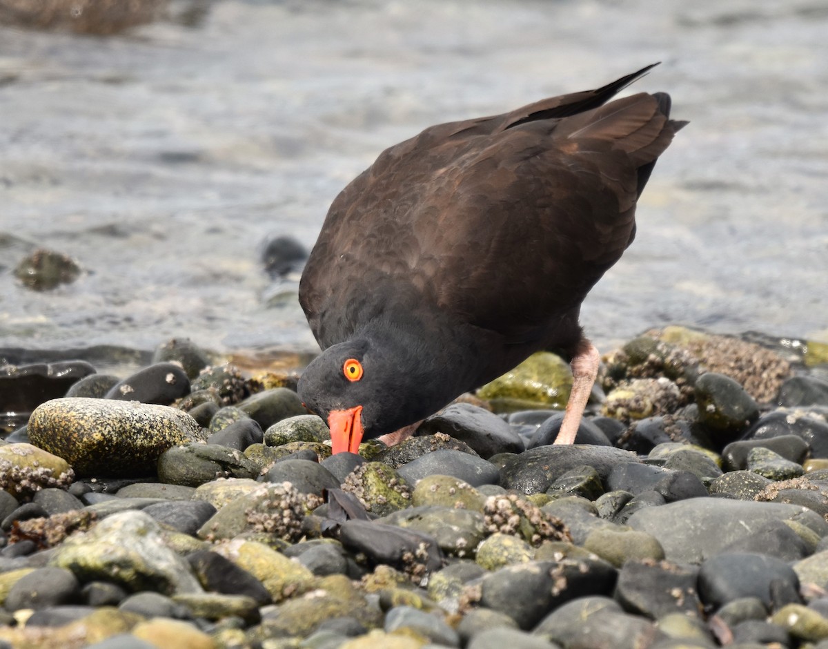 Black Oystercatcher - ML616916196