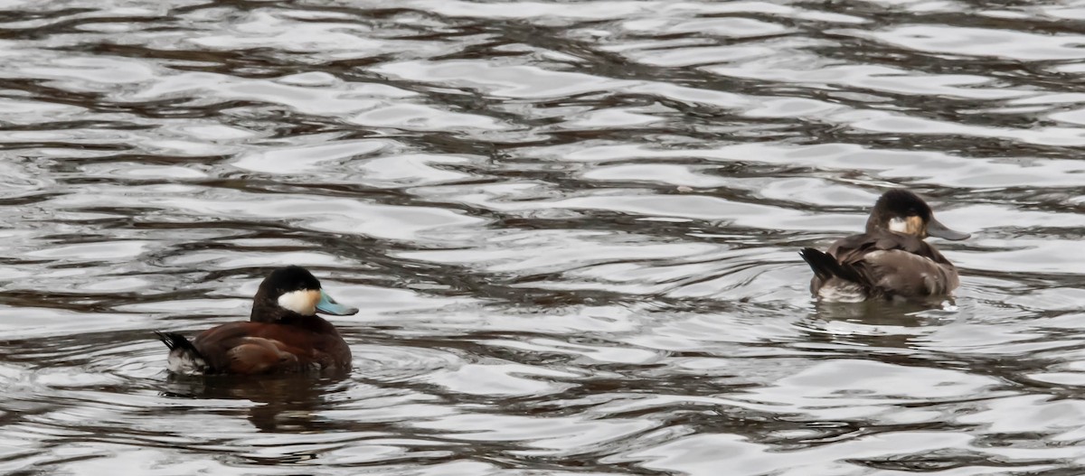 Ruddy Duck - ML616916209