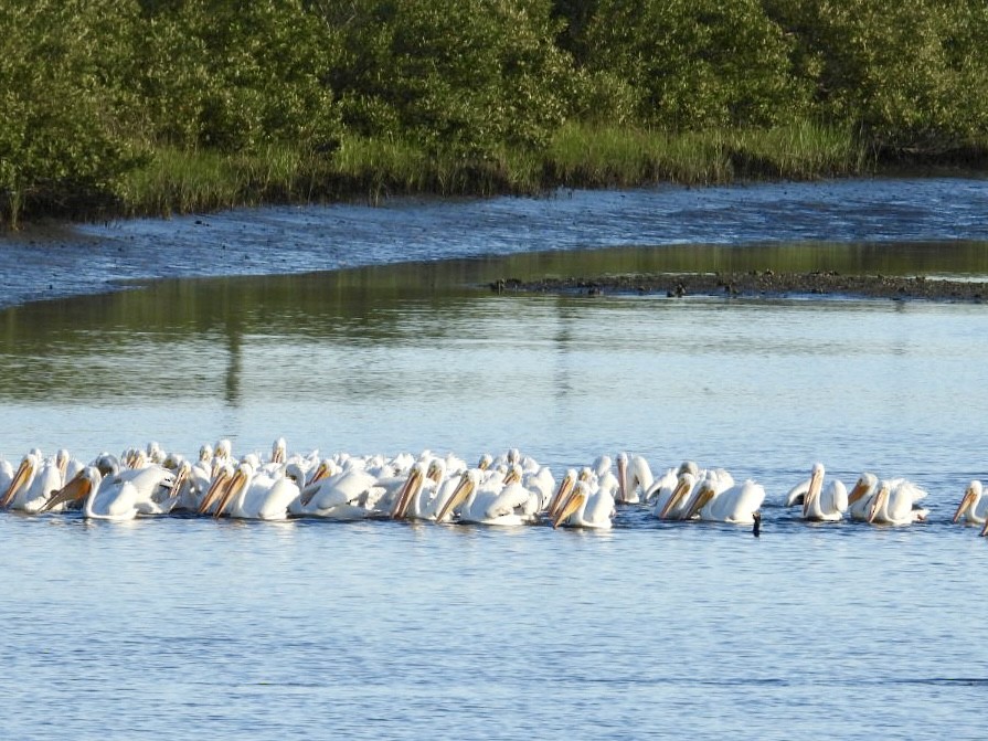 American White Pelican - ML616916272