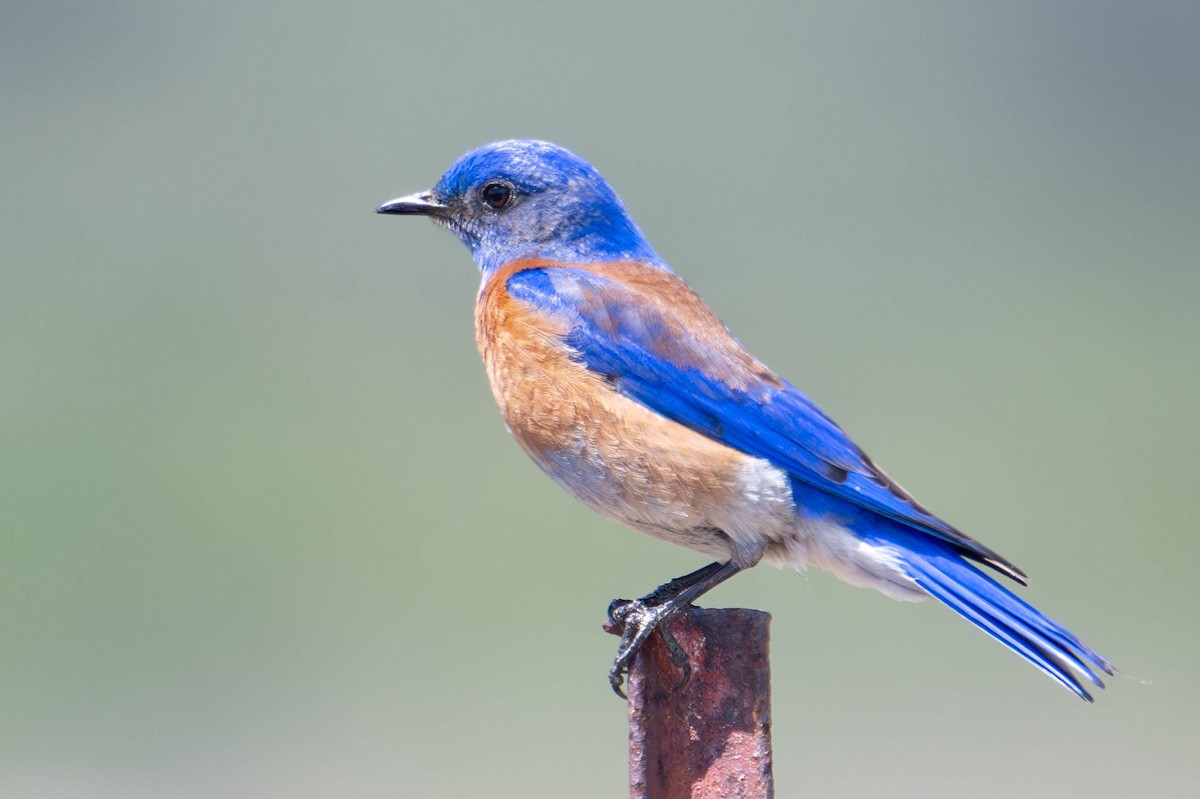 Western Bluebird - ML616916273