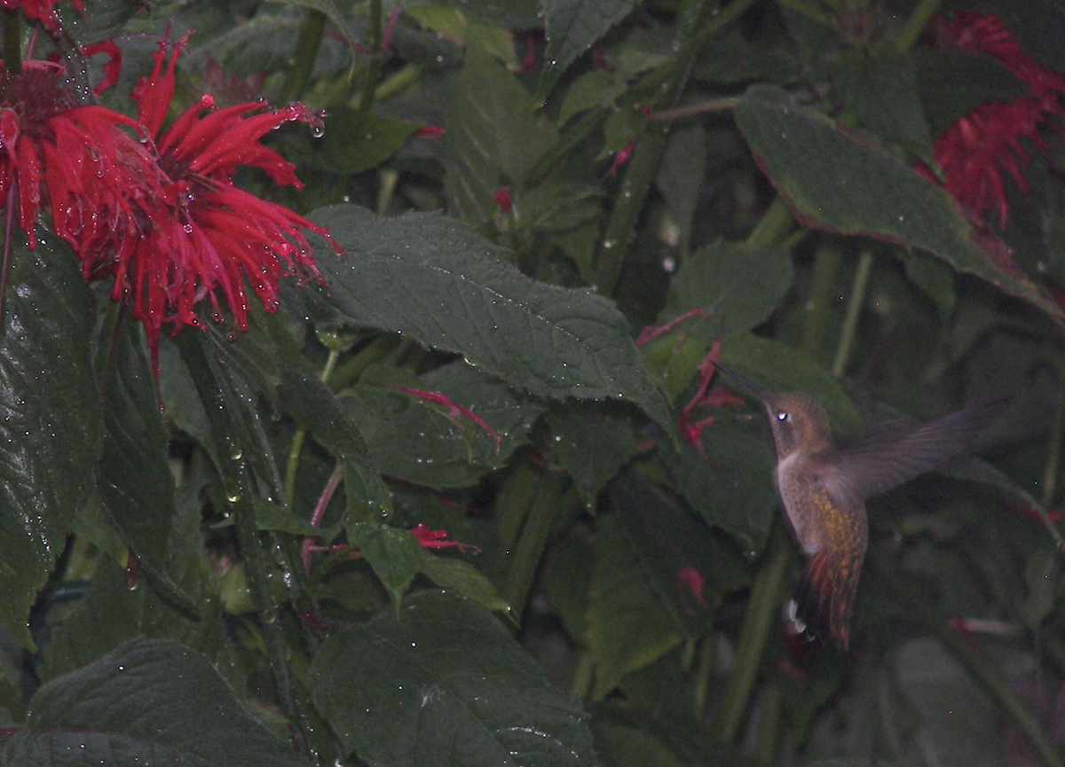 Anna's x Rufous Hummingbird (hybrid) - ML616916287