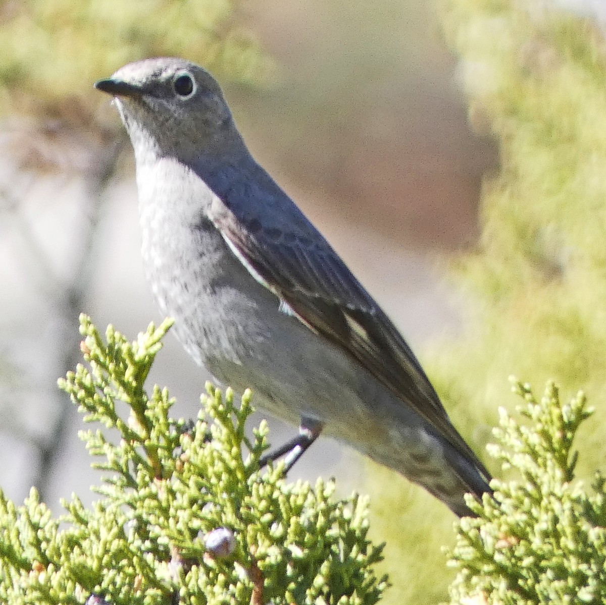 Townsend's Solitaire - ML616916288