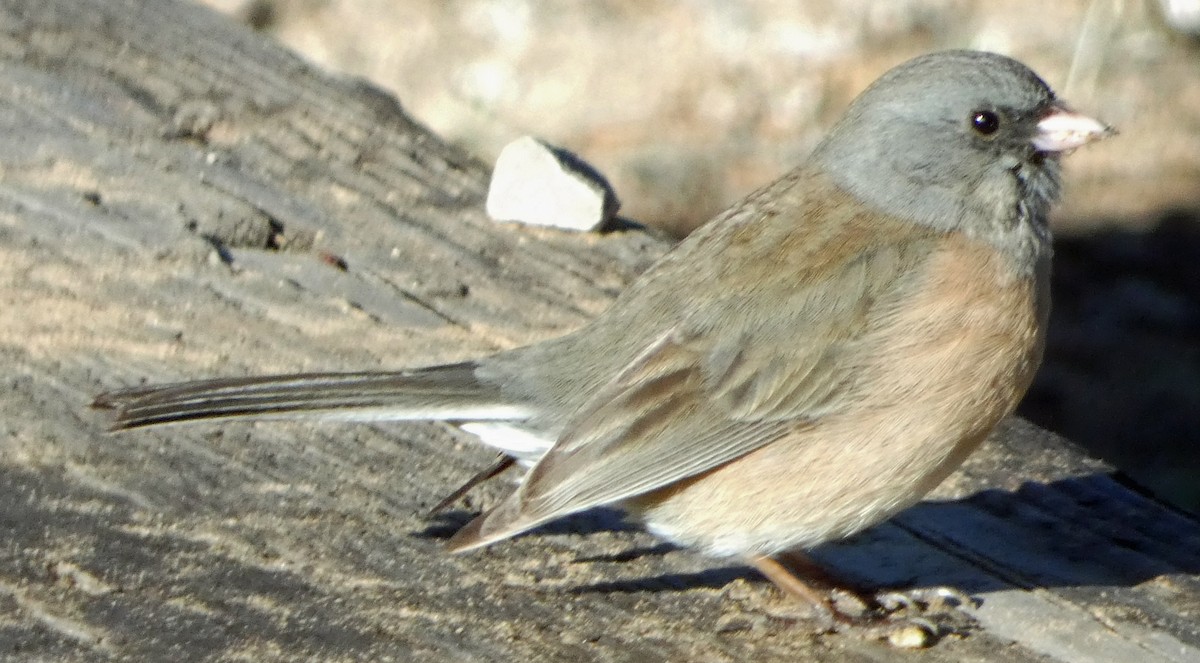 Dark-eyed Junco (Pink-sided) - ML616916310