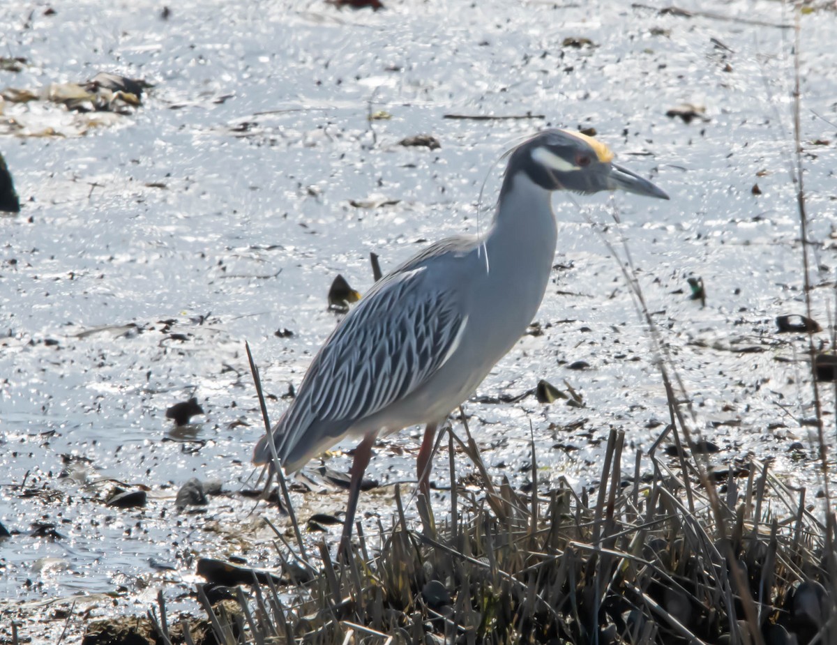 Yellow-crowned Night Heron - ML616916366