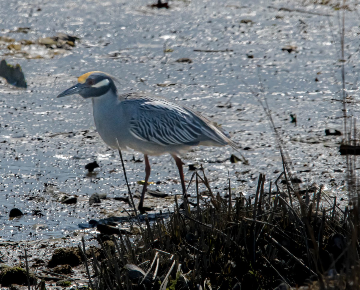 Yellow-crowned Night Heron - ML616916367
