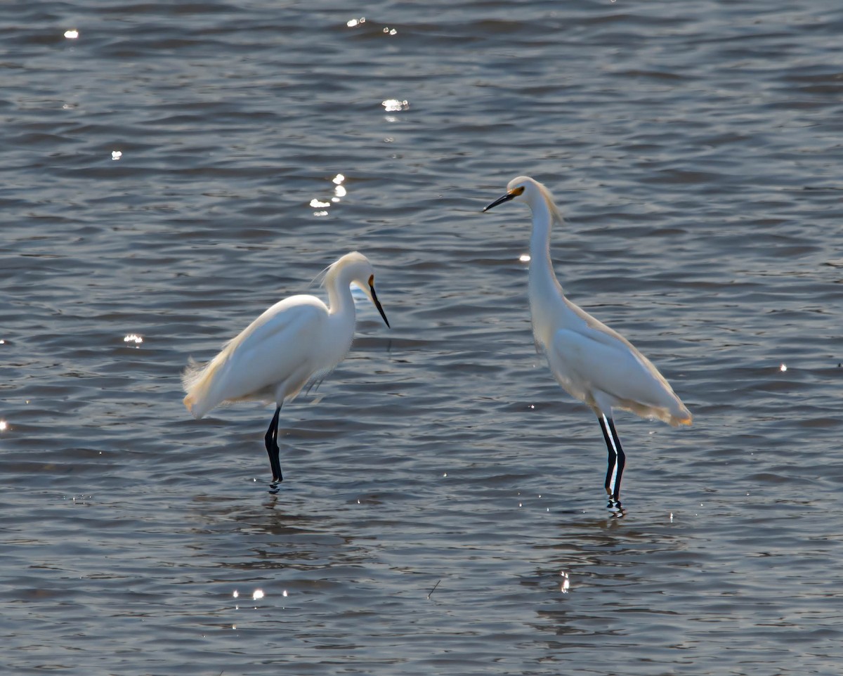 Snowy Egret - ML616916371