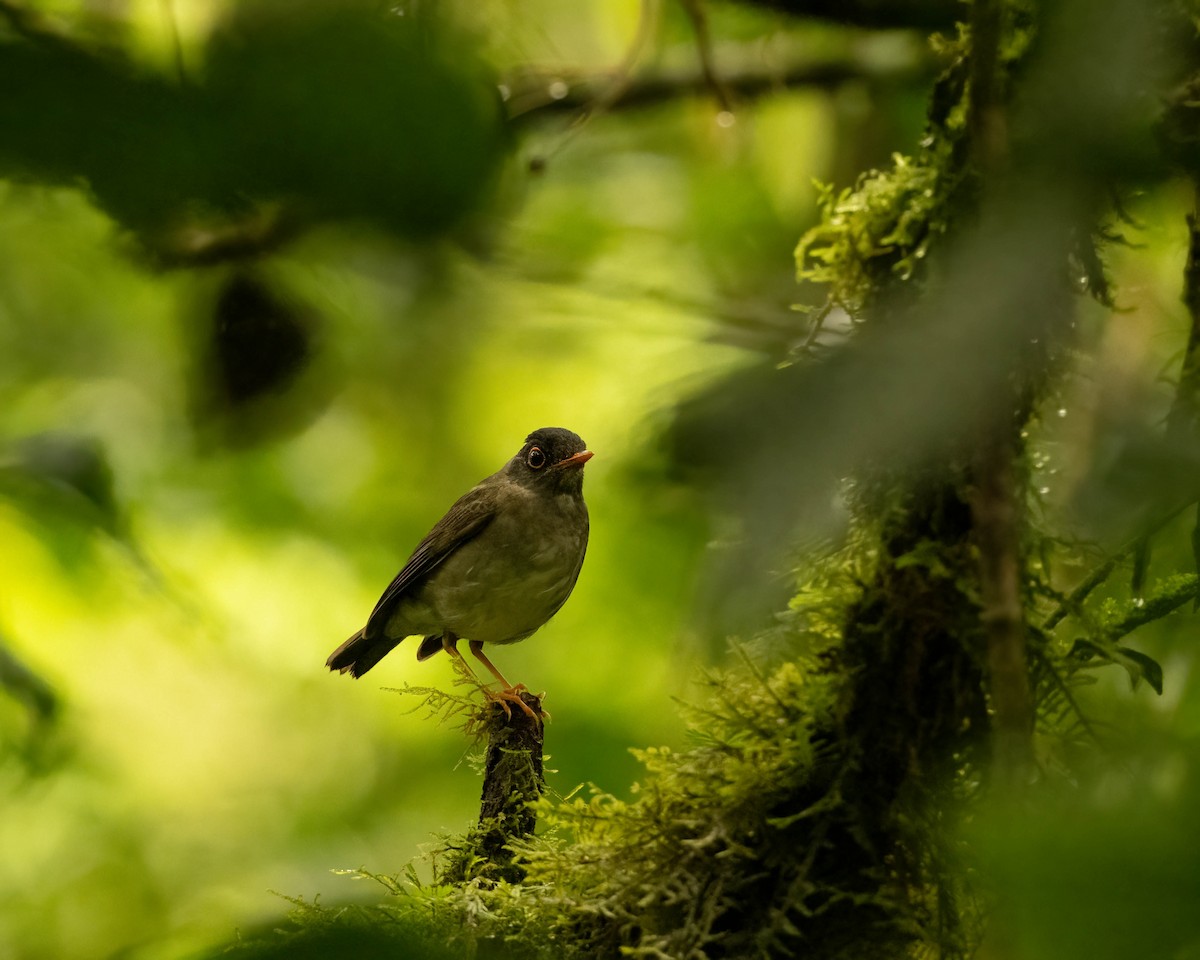 Black-headed Nightingale-Thrush - Anthony Kaduck