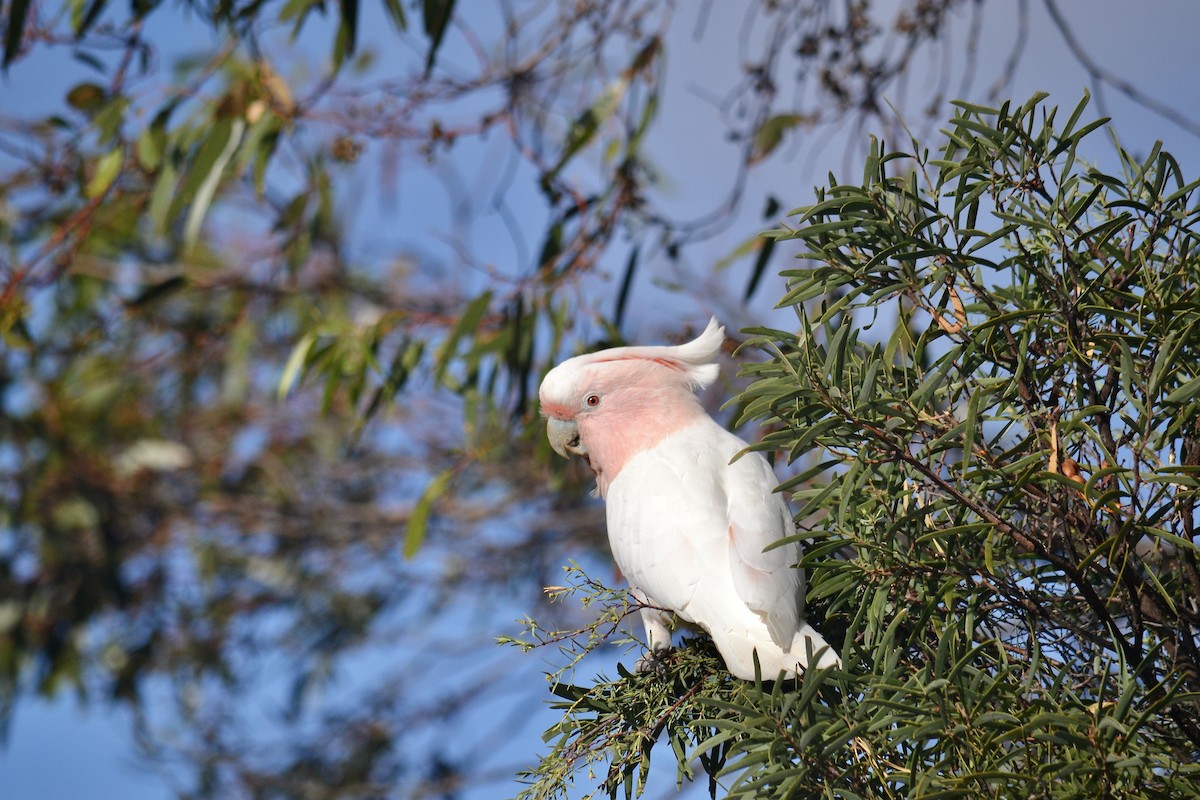 Pink Cockatoo - ML616916390