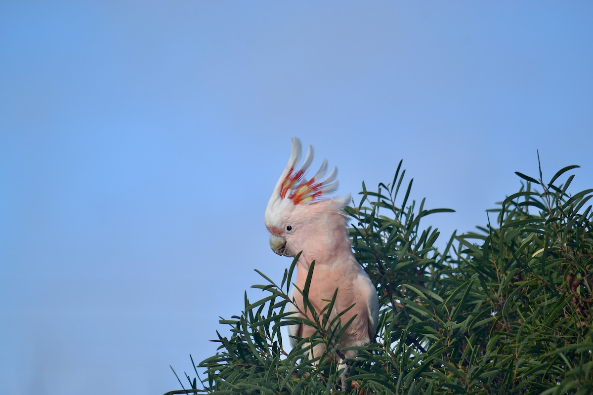 Pink Cockatoo - ML616916400