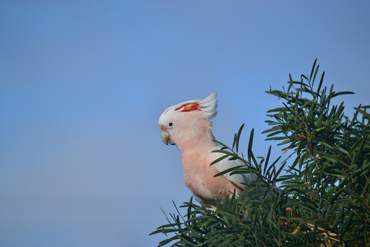 Pink Cockatoo - ML616916410