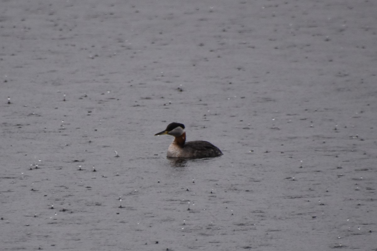 Red-necked Grebe - ML616916411