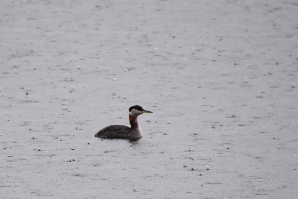 Red-necked Grebe - ML616916417