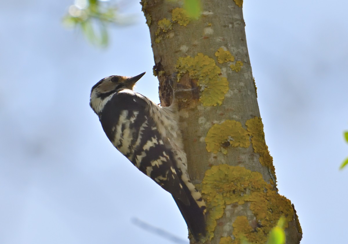 Lesser Spotted Woodpecker - Mu Sano