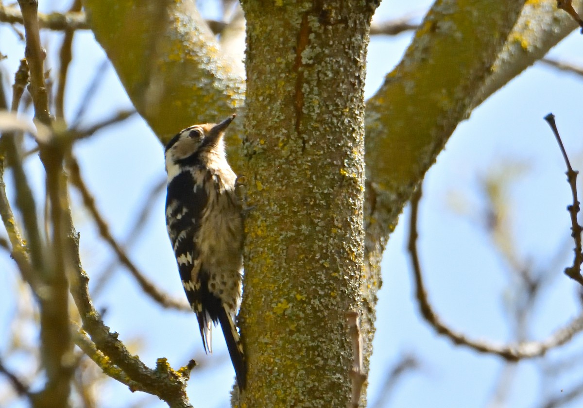 Lesser Spotted Woodpecker - Mu Sano
