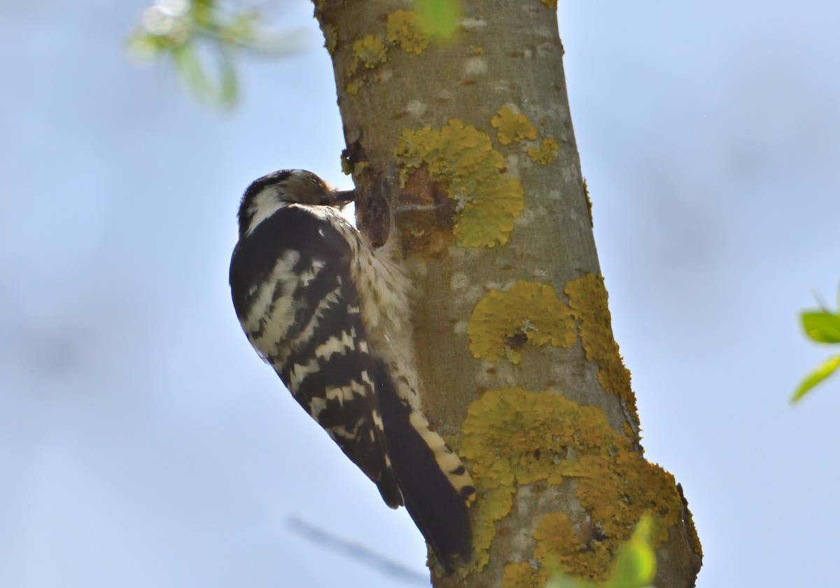 Lesser Spotted Woodpecker - Mu Sano