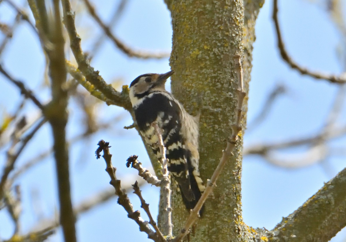 Lesser Spotted Woodpecker - Mu Sano