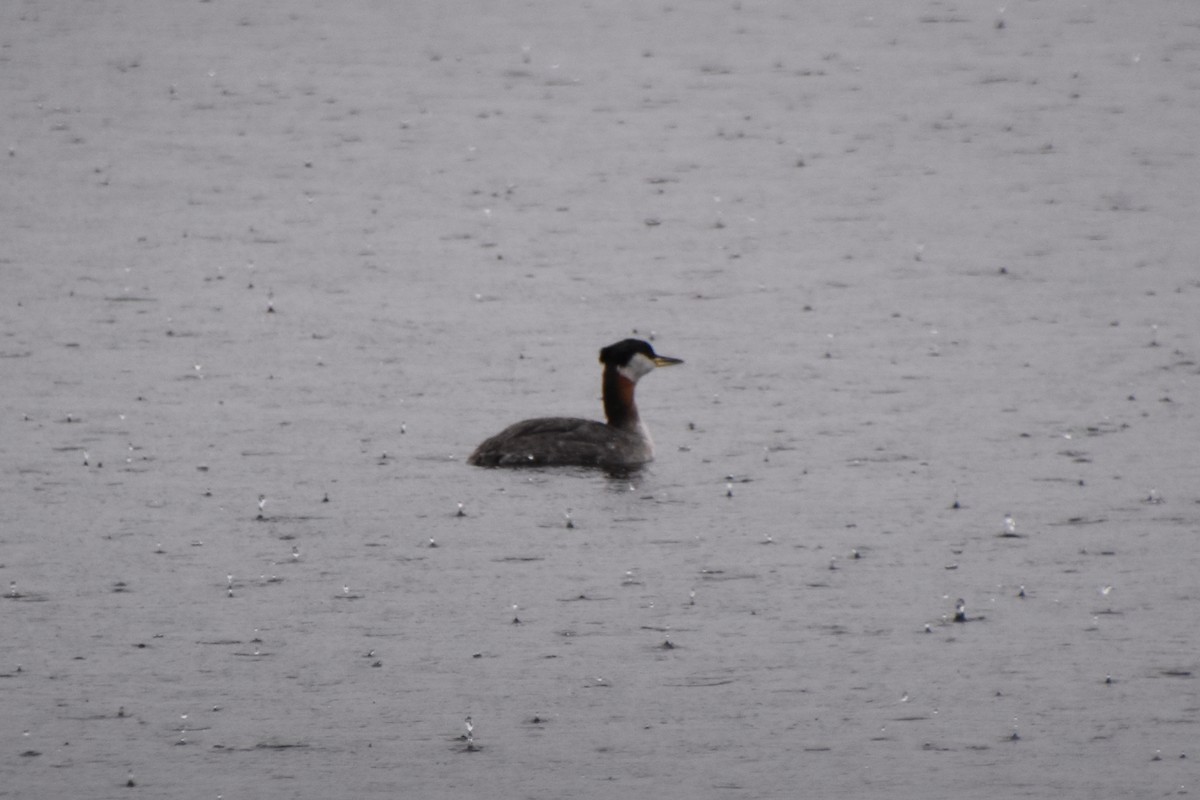 Red-necked Grebe - ML616916435