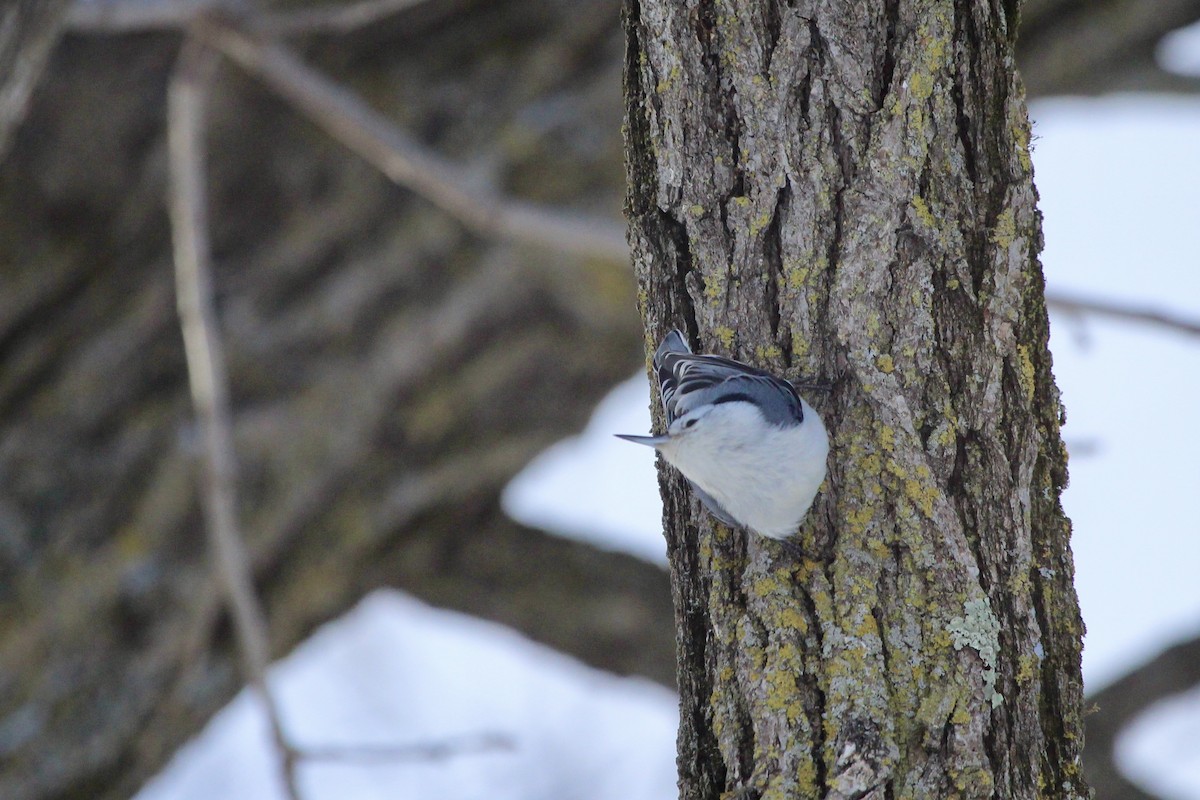 White-breasted Nuthatch - ML616916440