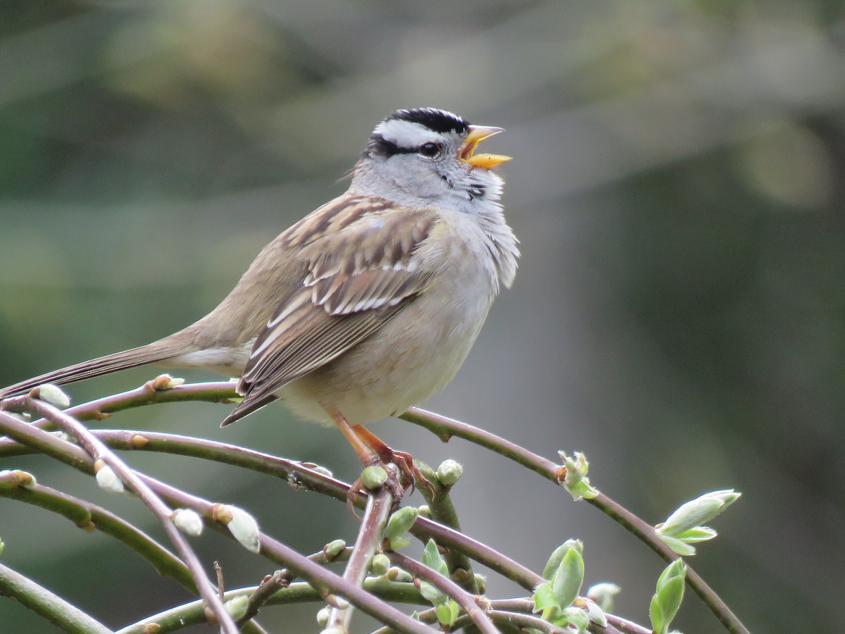 White-crowned Sparrow - greg robertson