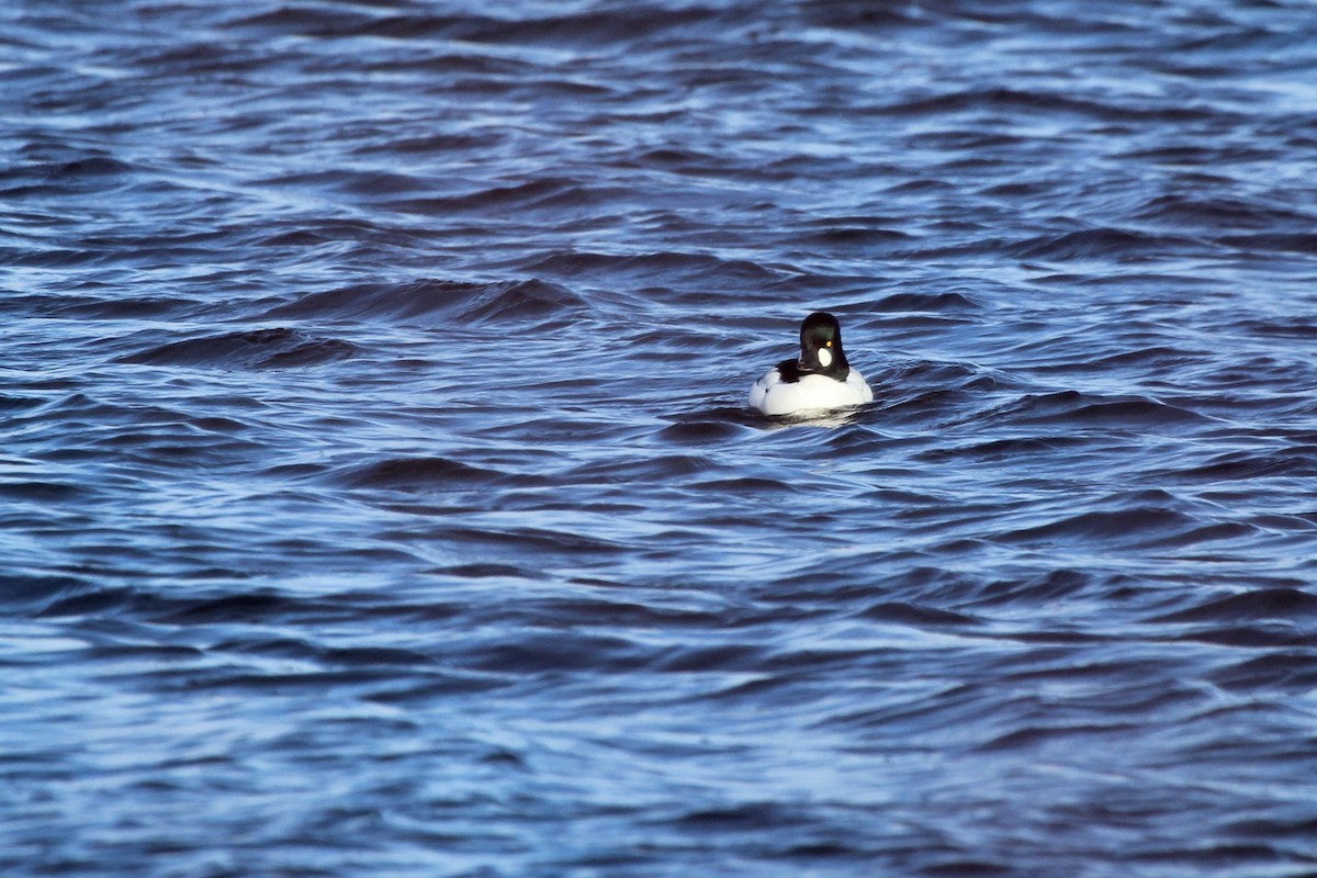 Common Goldeneye - ML616916446