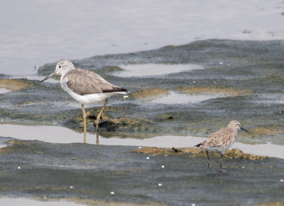 Common Greenshank - ML616916449