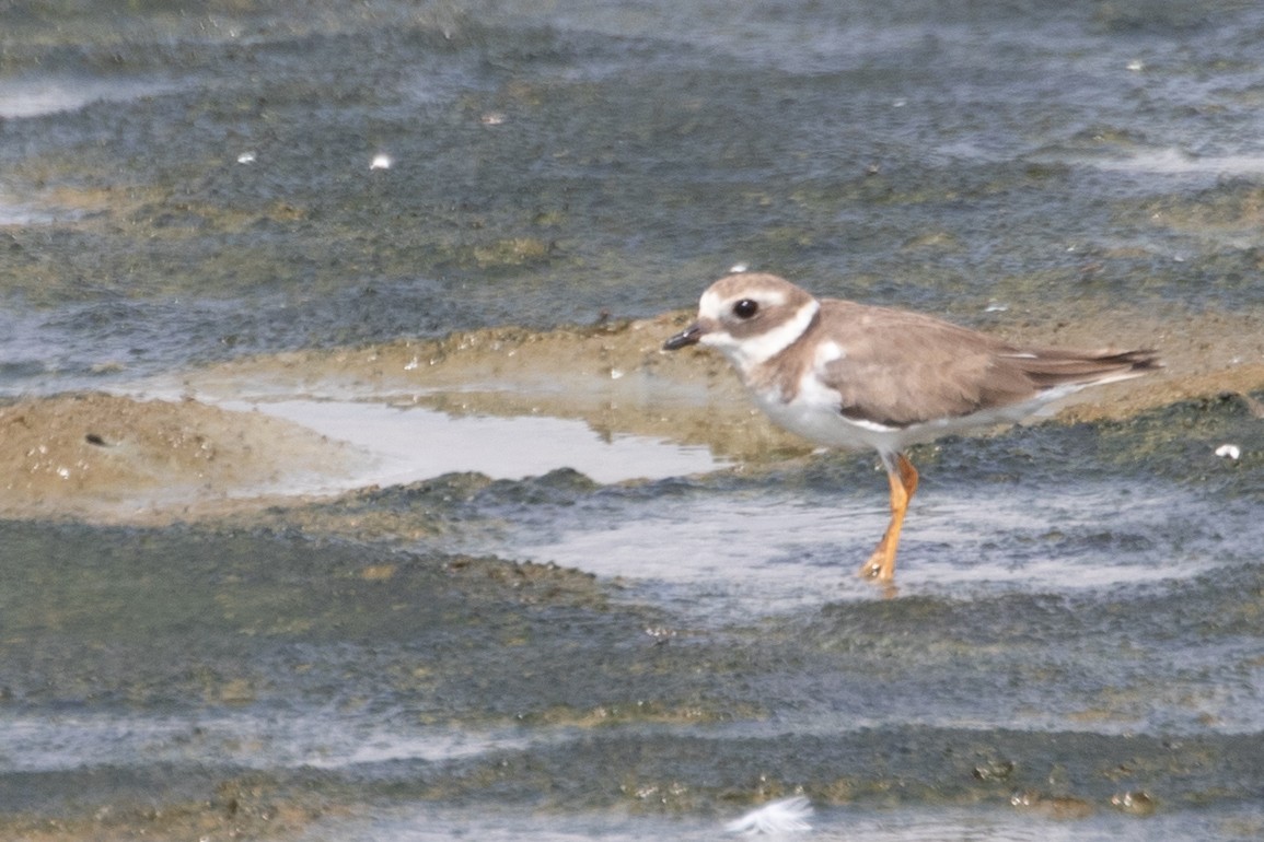 Common Ringed Plover - ML616916489