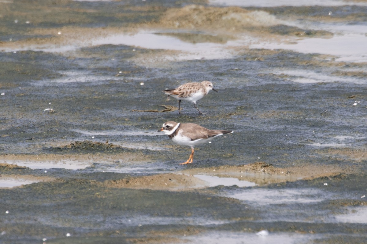 Common Ringed Plover - ML616916494