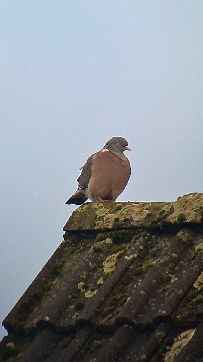 Common Wood-Pigeon - ML616916495