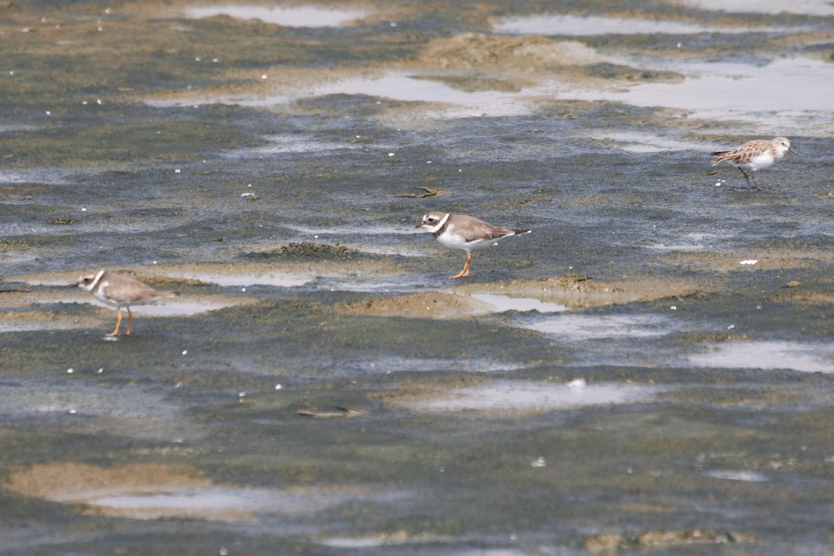 Common Ringed Plover - ML616916500