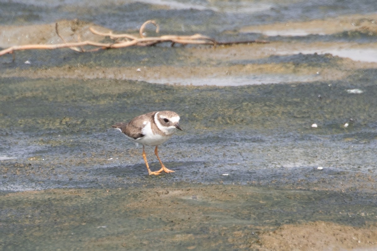 Common Ringed Plover - ML616916504