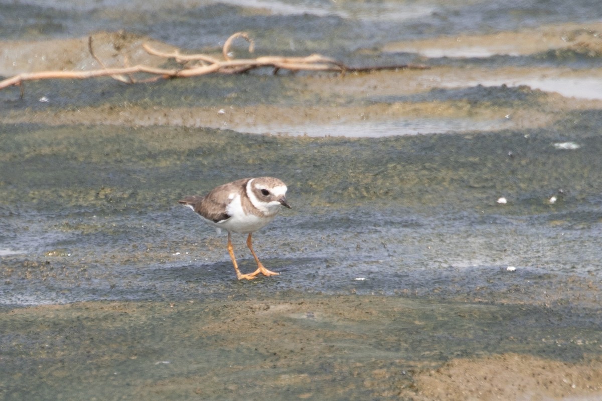 Common Ringed Plover - Jeanne Verhulst