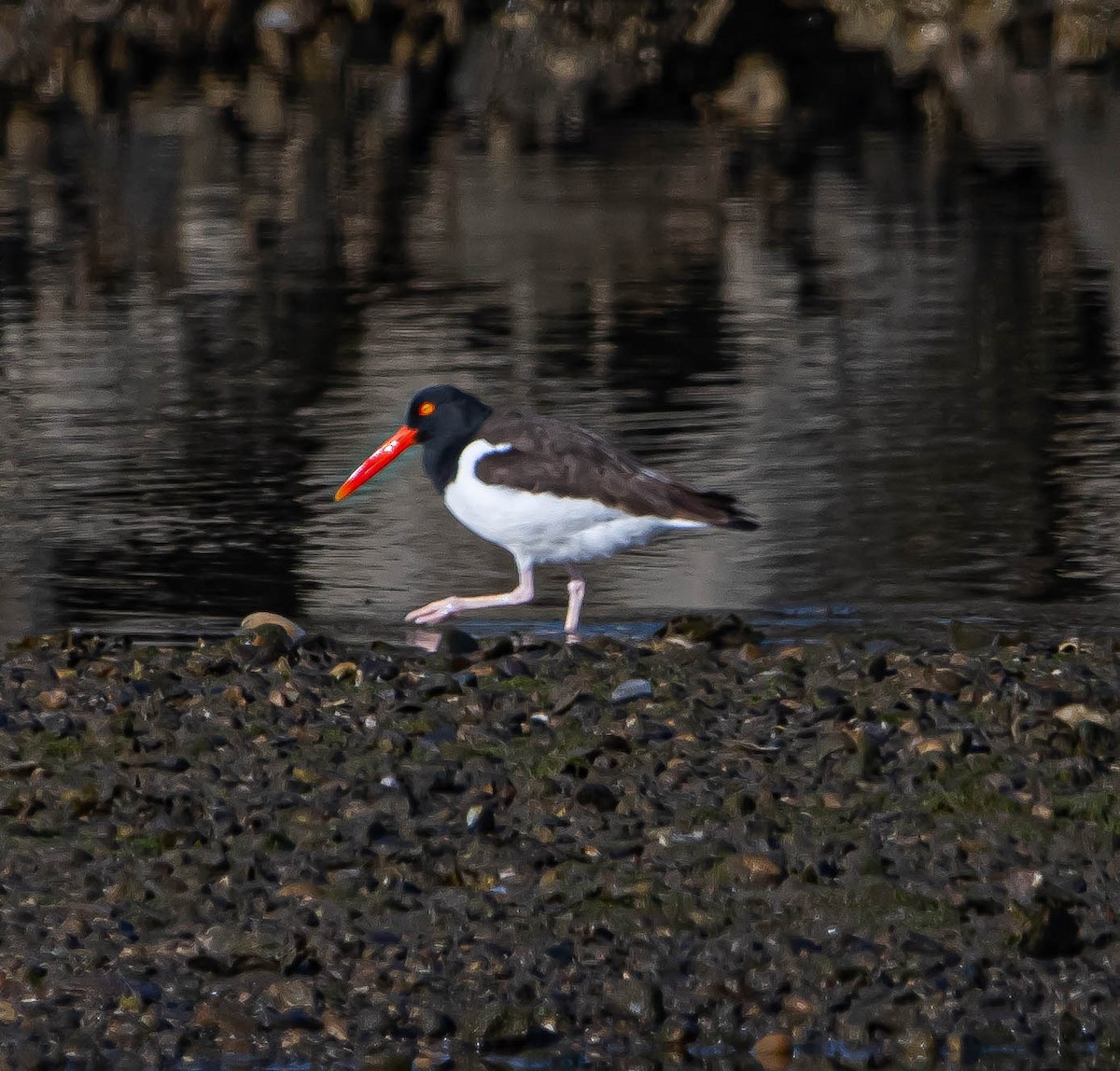 American Oystercatcher - ML616916514