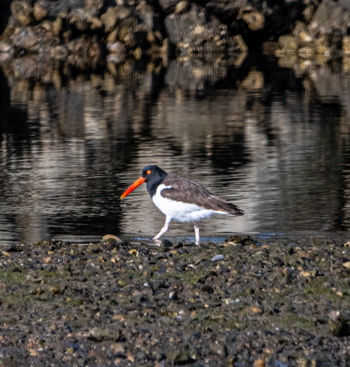 American Oystercatcher - ML616916515