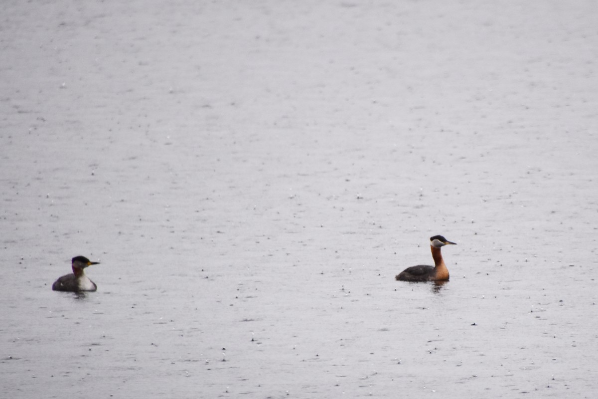 Red-necked Grebe - ML616916518